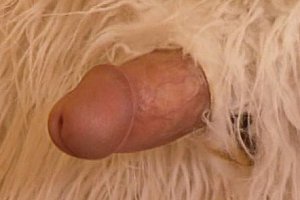 show chubby pussy